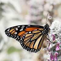 Butterfly | Photo by Sandy Millar on Unsplash
